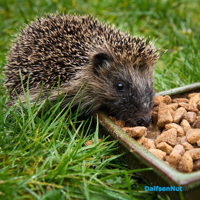 Egels helpen in Dalfsen - Foto: Ingezonden foto