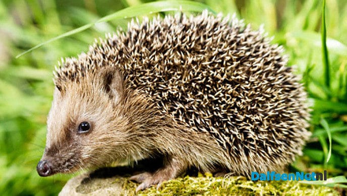 Egels helpen in Dalfsen - Foto: Ingezonden foto