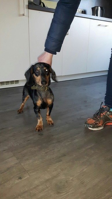 Vermiste Teckel Joep is weer terug - Foto: Eigen geleverde foto