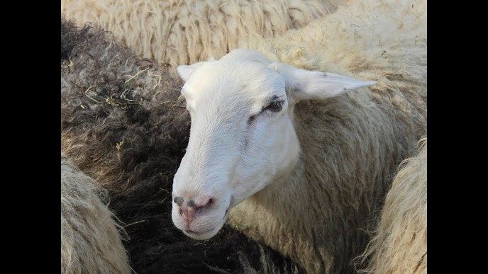 Lammetjesdag Lemelerberg 2019 (video impressie)