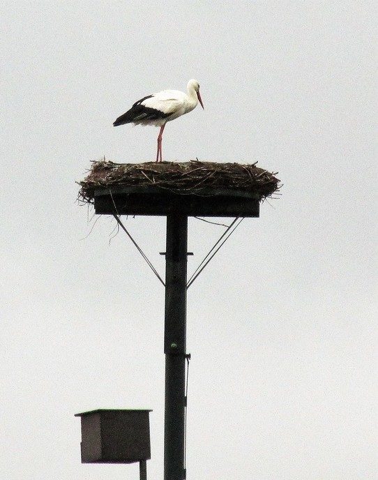 Nest bouwen en met takjes vliegen - Foto: Eigen geleverde foto
