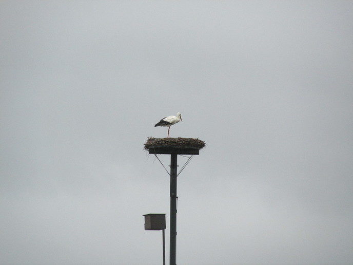 Nest bouwen en met takjes vliegen - Foto: Eigen geleverde foto