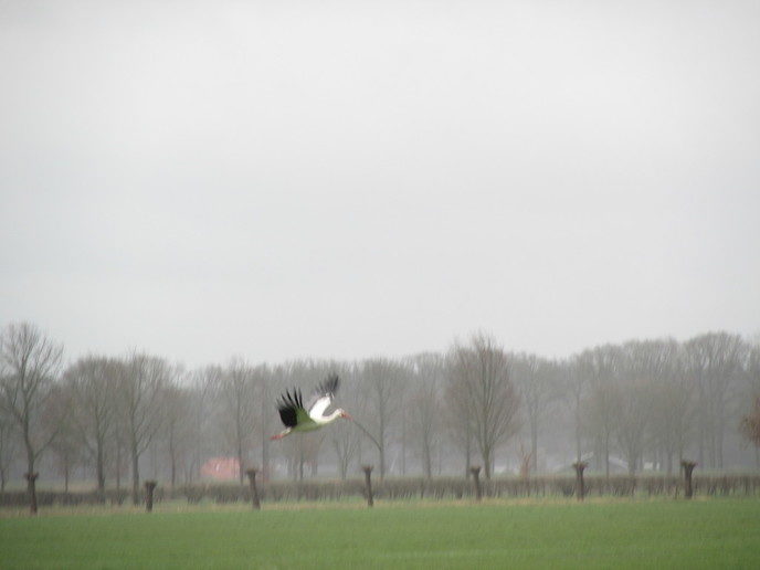 Nest bouwen en met takjes vliegen - Foto: Eigen geleverde foto