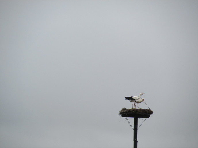 Nest bouwen en met takjes vliegen - Foto: Eigen geleverde foto