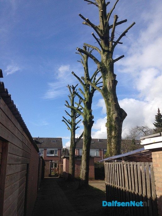 Kaalslag Nieuwe Uitleg - Foto: Ingezonden foto