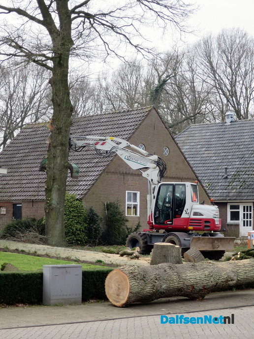 Een zieke boom moest er aan geloven - Foto: Wim