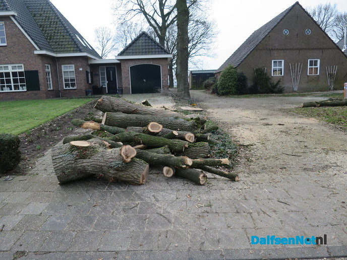 Een zieke boom moest er aan geloven - Foto: Wim