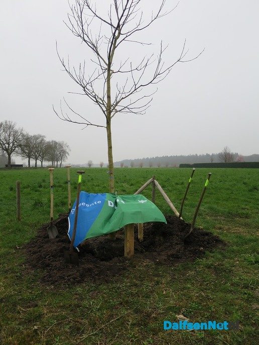Ook Hoonhorst kreeg een notenboom - Foto: Wim