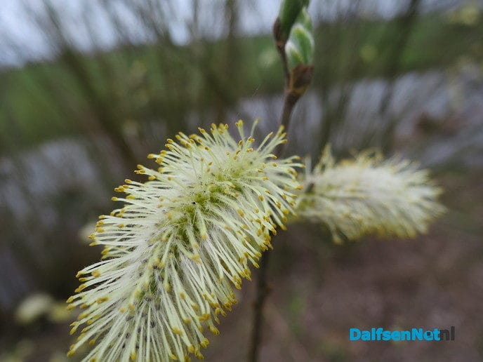 De natuur ontwaakt, de lente is begonnen - Foto: Wim