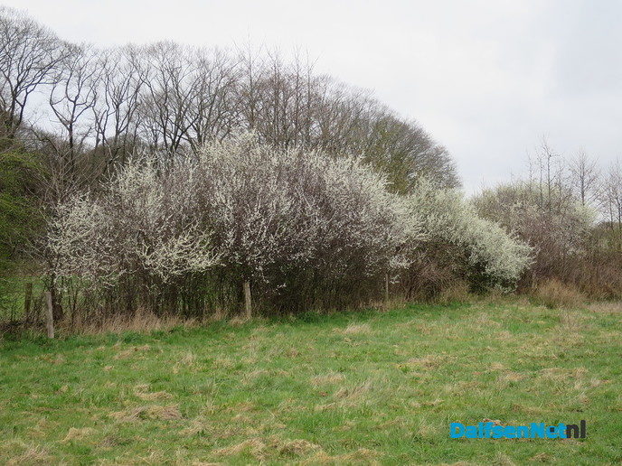 De natuur ontwaakt, de lente is begonnen - Foto: Wim