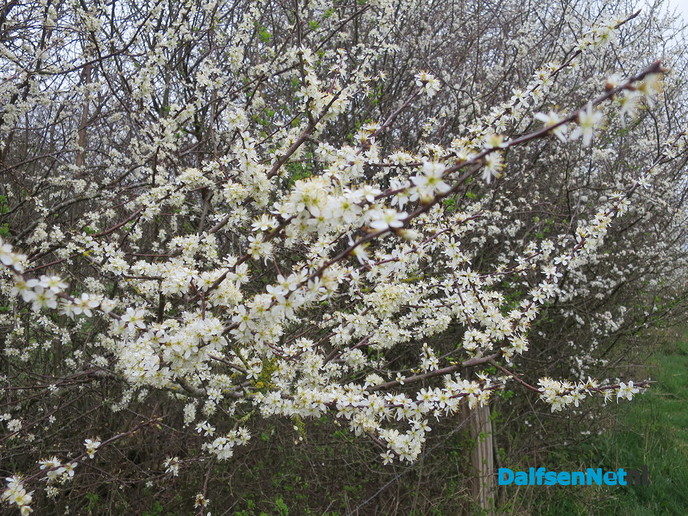 De natuur ontwaakt, de lente is begonnen - Foto: Wim