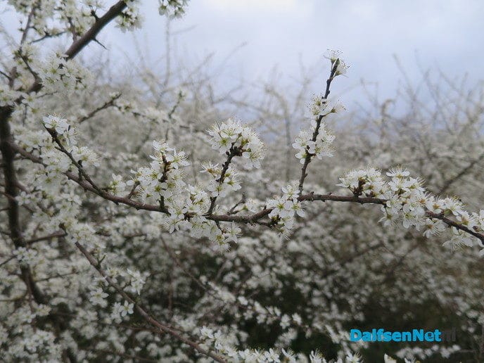 De natuur ontwaakt, de lente is begonnen - Foto: Wim