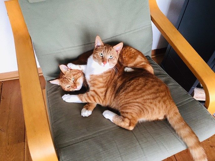 Kater spoorloos - Foto: Eigen geleverde foto
