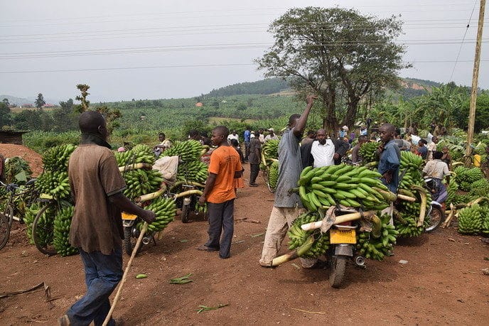 Landbouw in Uganda: Door Dalfsenaar Frederik Prins - Foto: Eigen geleverde foto