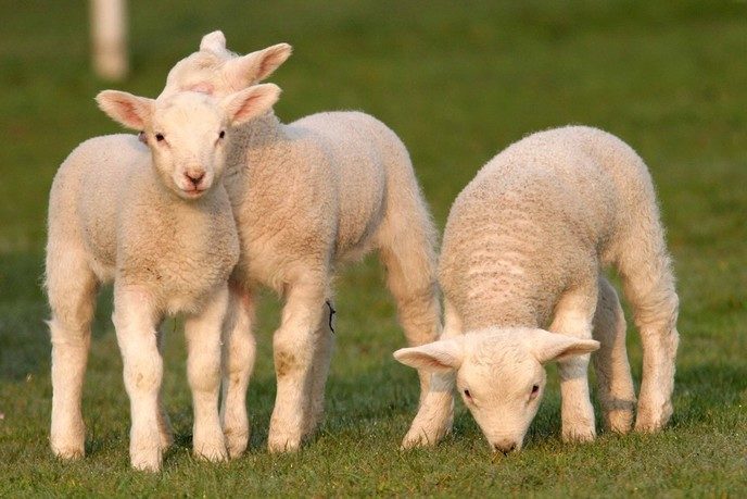 Lammegies kiek’n: 30 meert - Foto: Eigen geleverde foto