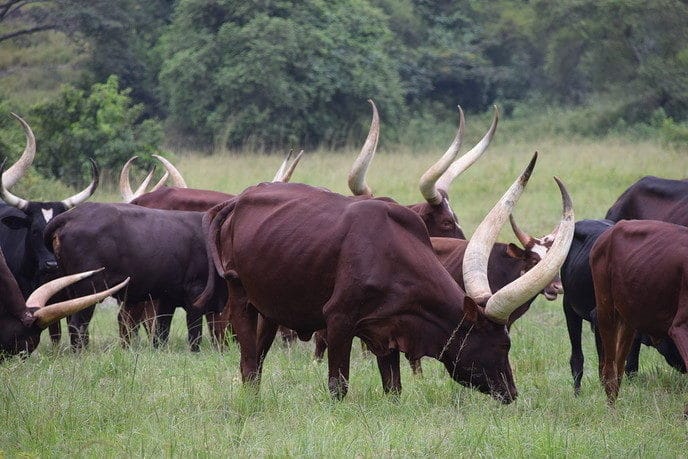 Landbouw in Uganda: Door Dalfsenaar Frederik Prins - Foto: Eigen geleverde foto