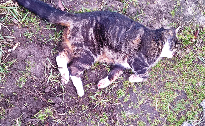 Dode kat - Foto: Eigen geleverde foto