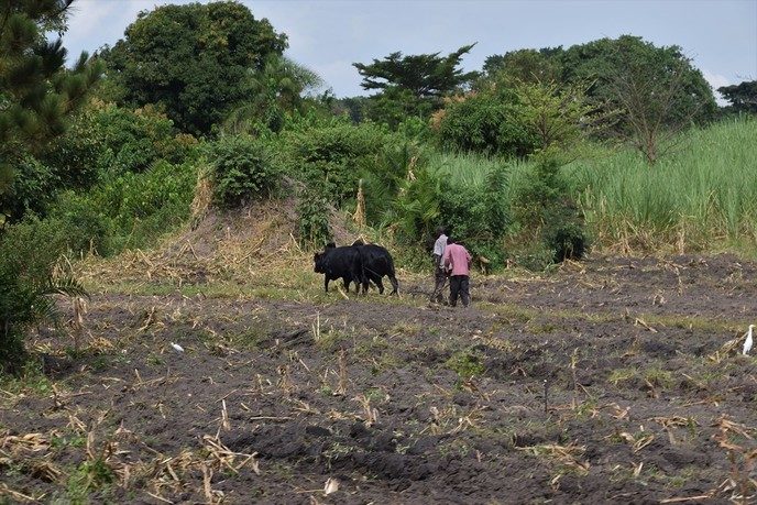 Landbouw in Uganda: Door Dalfsenaar Frederik Prins - Foto: Eigen geleverde foto