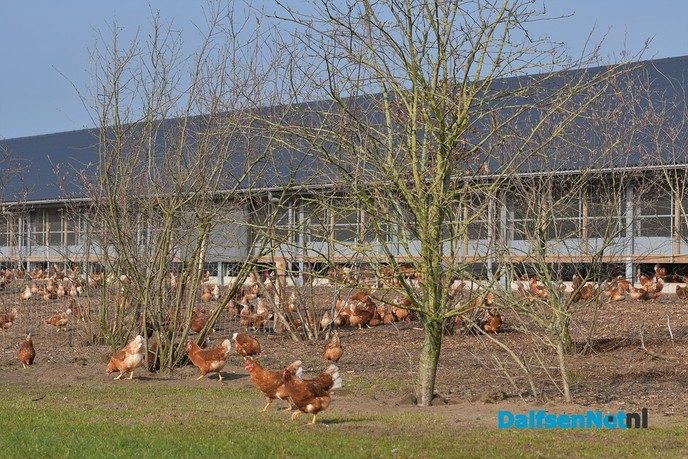 Kippen bij Pluimveebedrijf Visscher genieten de van het voorjaar. - Foto: Johan Bokma