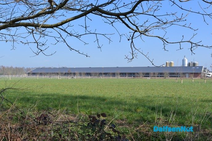 Kippen bij Pluimveebedrijf Visscher genieten de van het voorjaar. - Foto: Johan Bokma