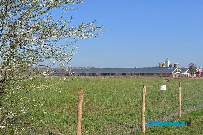 Kippen bij Pluimveebedrijf Visscher genieten de van het voorjaar. - Foto: Johan Bokma