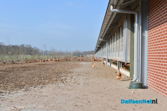 Kippen bij Pluimveebedrijf Visscher genieten de van het voorjaar. - Foto: Johan Bokma