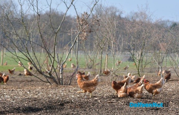 Kippen bij Pluimveebedrijf Visscher genieten de van het voorjaar. - Foto: Johan Bokma