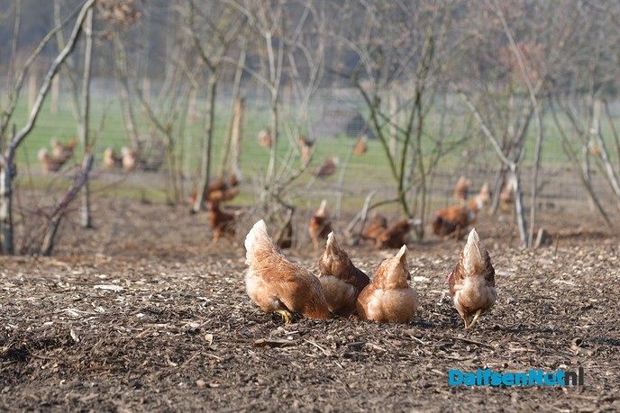 Kippen bij Pluimveebedrijf Visscher genieten de van het voorjaar. - Foto: Johan Bokma
