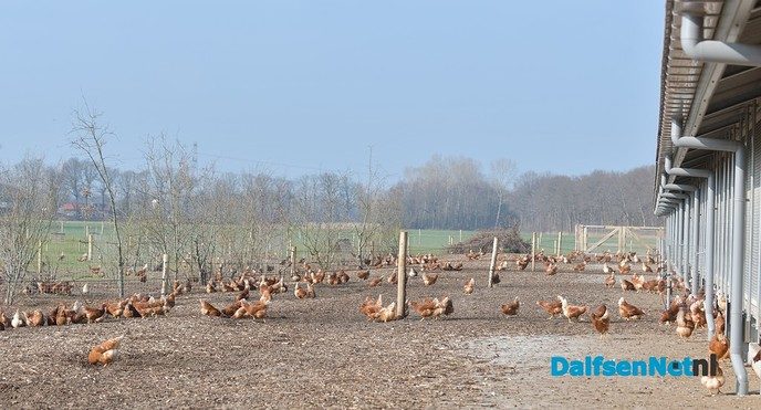 Kippen bij Pluimveebedrijf Visscher genieten de van het voorjaar. - Foto: Johan Bokma
