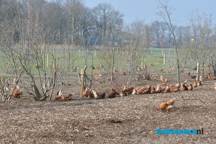 Kippen bij Pluimveebedrijf Visscher genieten de van het voorjaar. - Foto: Johan Bokma