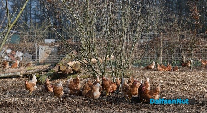 Kippen bij Pluimveebedrijf Visscher genieten de van het voorjaar. - Foto: Johan Bokma
