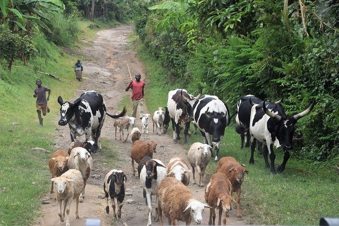 Landbouw in Uganda: Door Dalfsenaar Frederik Prins - Foto: Eigen geleverde foto