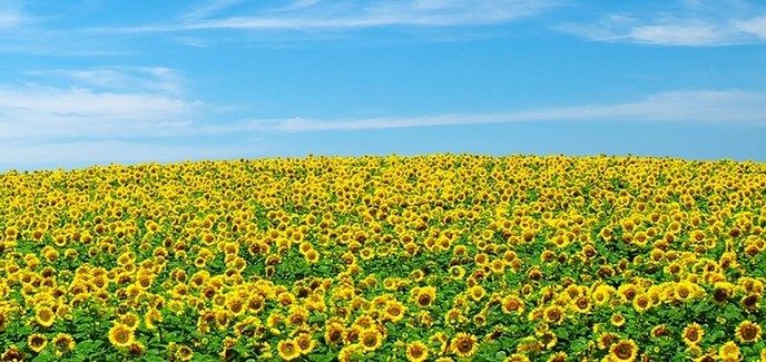De Zonnebloem Dalfsen viert 30 jarig bestaan