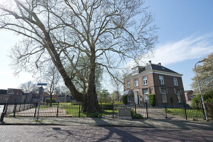 183 Jaar oude reus bij hospice rigoureus gesnoeid - Foto: Geert Bistervels