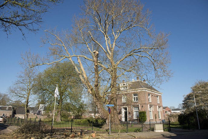 183 Jaar oude reus bij hospice rigoureus gesnoeid - Foto: Geert Bistervels