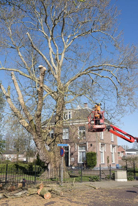 183 Jaar oude reus bij hospice rigoureus gesnoeid - Foto: Geert Bistervels
