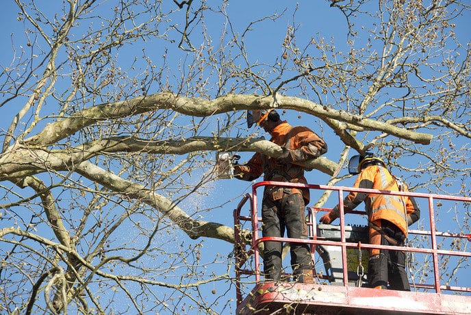 183 Jaar oude reus bij hospice rigoureus gesnoeid - Foto: Geert Bistervels