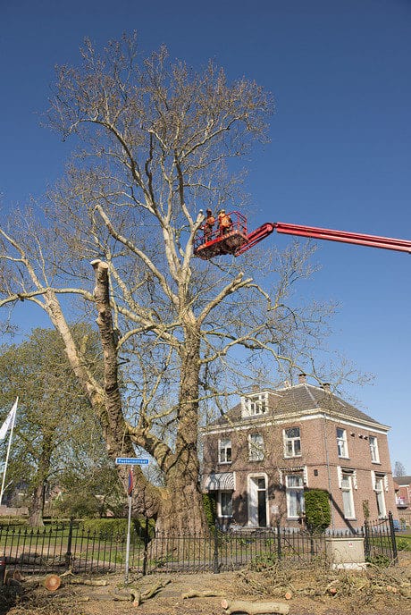 183 Jaar oude reus bij hospice rigoureus gesnoeid - Foto: Geert Bistervels