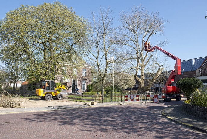 183 Jaar oude reus bij hospice rigoureus gesnoeid - Foto: Geert Bistervels