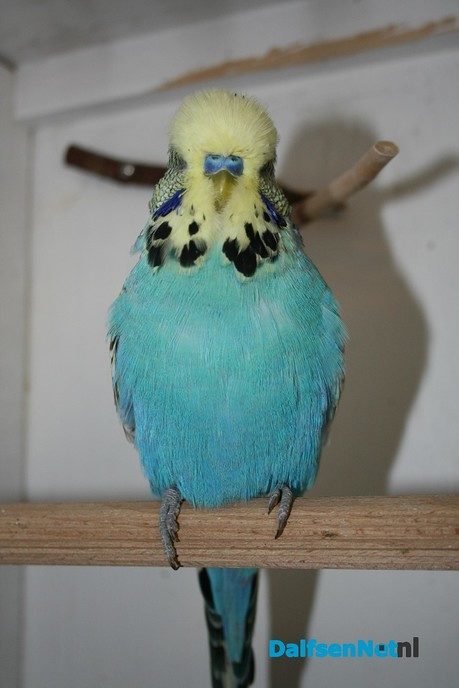 Parkiet vermist - Foto: Ingezonden foto