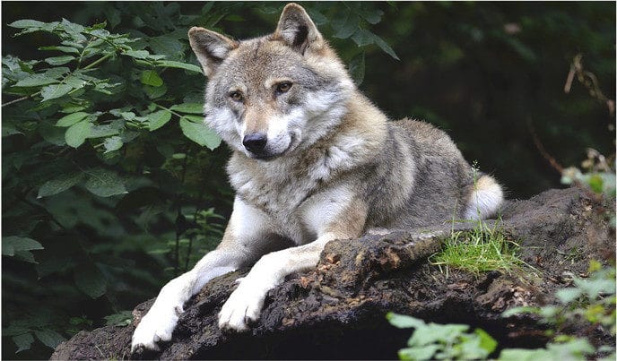 Wolf gespot in Hessum?