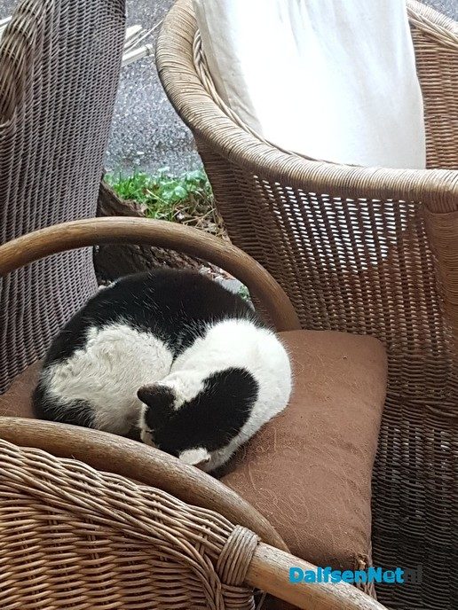Van wie is deze lieve ‘Logeerkat’ - Foto: Ingezonden foto