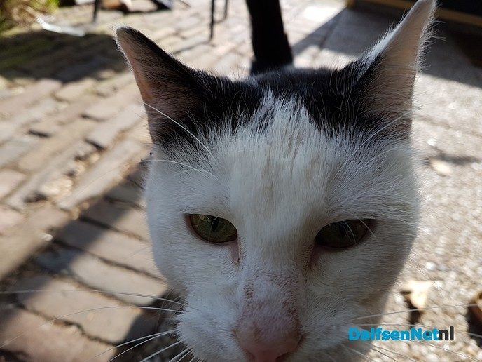 Van wie is deze lieve ‘Logeerkat’ - Foto: Ingezonden foto