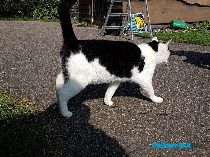 Van wie is deze lieve ‘Logeerkat’ - Foto: Ingezonden foto
