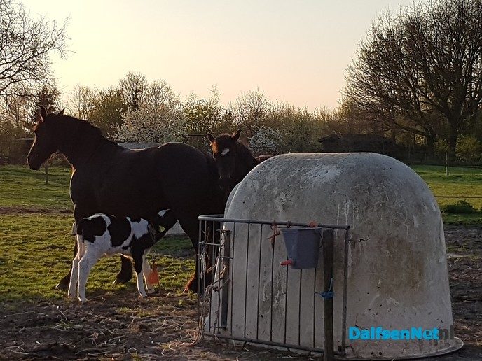 Friese merrie laat kalf bij haar drinken - Foto: Ingezonden foto