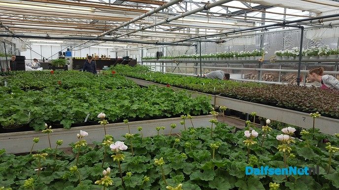 Plantjesmarkt de Ambelt Zwolle - Foto: Ingezonden foto