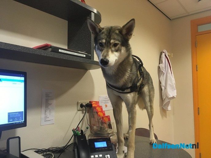 Reactie op bericht gespotte wolf in Dalfsen - Foto: Ingezonden foto