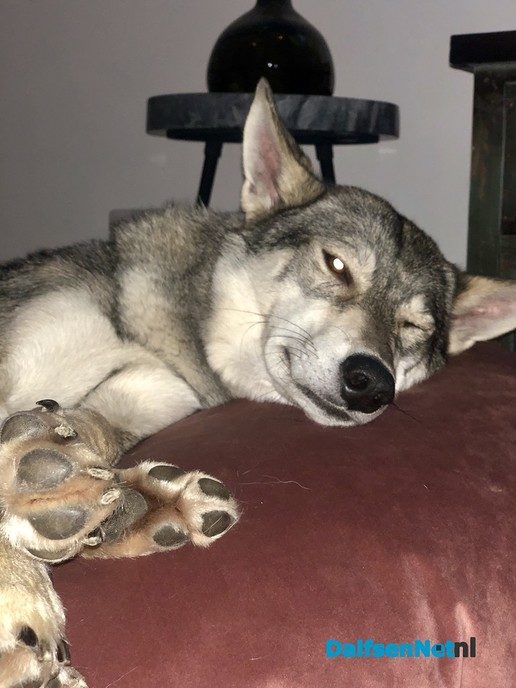 Reactie op bericht gespotte wolf in Dalfsen - Foto: Ingezonden foto
