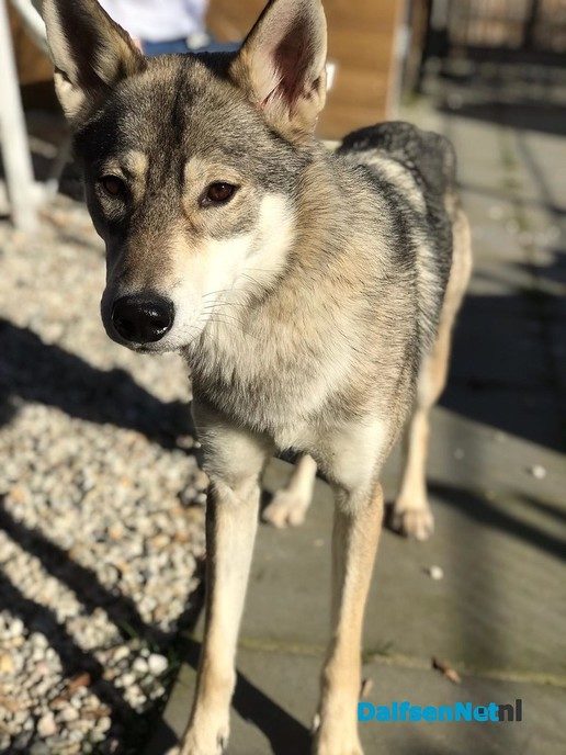 Reactie op bericht gespotte wolf in Dalfsen - Foto: Ingezonden foto