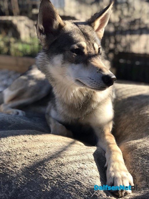 Reactie op bericht gespotte wolf in Dalfsen - Foto: Ingezonden foto